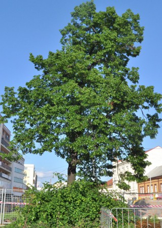 Lípa na Třídě Míru